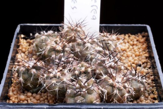 Copiapoa_cinerea_6